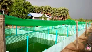 Modern agriculture the establishment of a frog farm that lasts only two month-Sovannaphumi frog farm