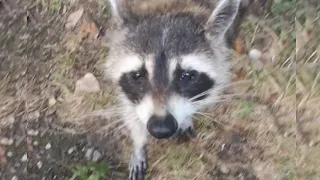 Енот просит есть / Кормлю енота с рук / Hungry raccoon