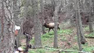 Colorado Elk Hunt 'ELK 101' Full Draw Archives 2012