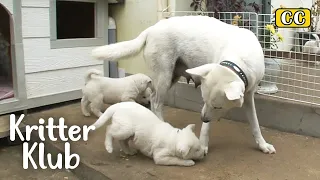 Mom Dog Pushes And Growls At Her Puppies | Kritter Klub