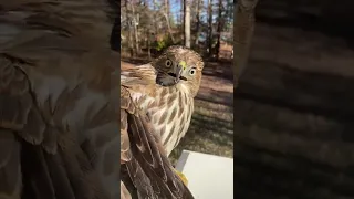 Person Rescues Hawk Stuck Inside Her Enclosed Patio - 1383203