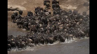 Blue wildebeest cross shallow river in dust