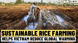 Sustainable rice farming helps Vietnam reduce global warming