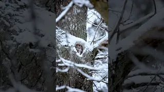 Footage of this adorable Tawny Owl. 🦉❄️