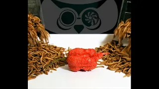 MEALWORMS MEET CAROLINA REAPER #Shorts