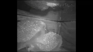 Hedgehogs mating  Apr 21