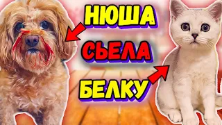 НЮША СЬЕЛА БЕЛКУ#cat