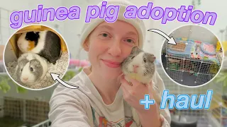 GUINEA PIG ADOPTION + HAUL