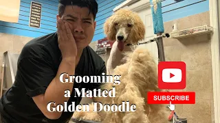 Grooming a Matted Golden Doodle, Dog Grooming in  Astoria Queens and Brooklyn NY