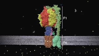 ATP synthase: Structure and Function