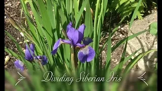 Dividing Siberian Iris (Iris sibirica)