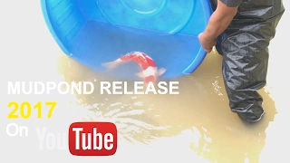 Mudpond release Maruten Ai Goromo Sansai