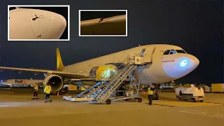 Birdstrike  Airbus A330-300 - Damage on nose and wing