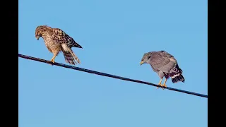 Falconry: Rule breaking buteos