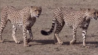Photographing Cheetah's in hunting mode at Masai Mara, Kenya, November 2018