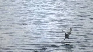 Horned Grebe Release