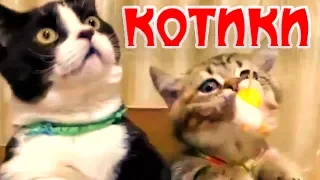 приколы с котами смешные котики kitten коты funny cats compilation challenge забавные животные милые