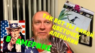 Жизнь в Америке так же как и природа имеет свои отличия. Жизнь в США. Колибри маленькая птичка.