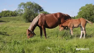 Veterinary Medicine Teaches us About Human Medicine: QED with Dr. B