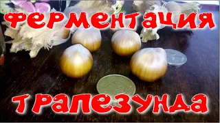 ферментация фундука трапезунд (Симиренко ЛП)