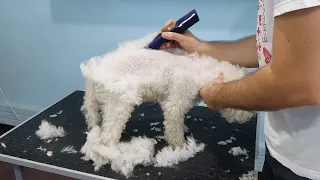 Shaving A Matted Poodle- Time Lapse (Whole Process)