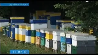 На Черкащині селяни бояться масової загибелі бджіл через обробку полів