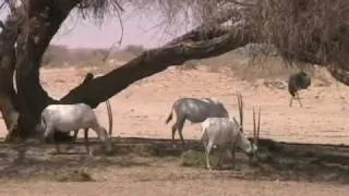 שמורת החי בר יטבתה