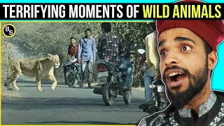 Villagers Stunned as Wild Animals Take Over Streets! You Wont Believe Their Reactions! Tribal People