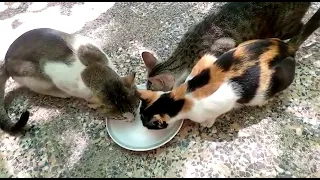 Watch These Cats Enjoy a Delicious Meal of Milk