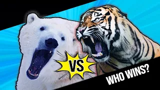 Who Wins? Siberian Tiger VS Polar Bear