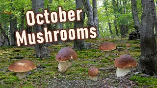 Mushroom Hunting - October 2023 - I Found Many Edible Wild Mushrooms | Funghi Porcini | Boletus