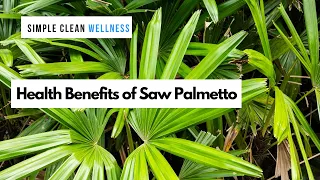 Health Benefits of Saw Palmetto