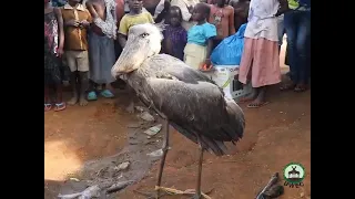 Shoebill Stork Rescued