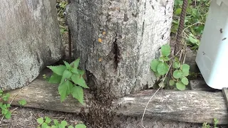 Відводки з колод та відерне бджільництво.