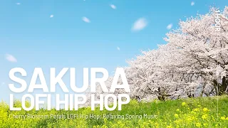 Cherry Blossom Petals LOFI Hip Hop : Relaxing Spring Music