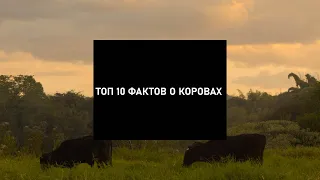 ТОП 10 ФАКТОВ О КОРОВАХ