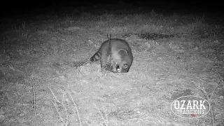 Houdini The Raccoon | Raccoon Escaping From Trap