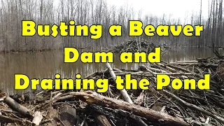Busting a Beaver Dam and Draining the Pond