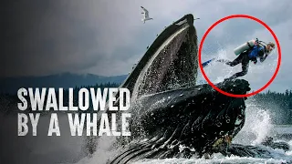 These People Survived Getting Swallowed by a Whale