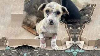 He was dumped on the street for end in pain, with sadness eyes he asking for help!!!