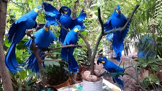 ARARA AZUL EM GARRAFA PET (RECICLAGEM)