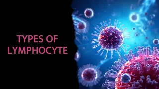 #Types of Lymphocyte