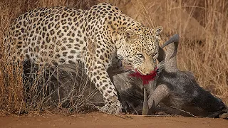 Wildebeest was eaten alive by Leopard