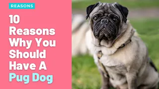 10 Reasons Why You Should Have A Pug Dog | Dog Lovers