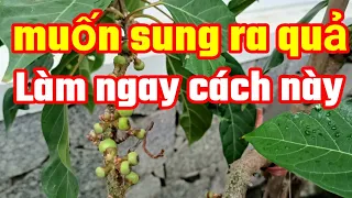 Cách làm cây sung ra quả bằng Phương pháp mới.