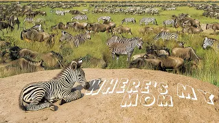 Zebra Calf Gets Lost Amidst 1.5 Million Migrating Herds