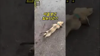 길가에 드러눕는 이유