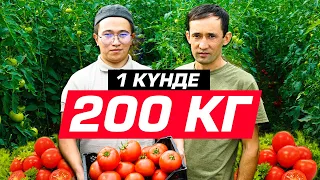 1 күнде 200 кг қызанақ САТЫП, 40 000 тг Пайда. Жылыжай өнімдерін сату.