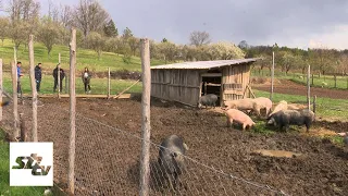 SBTV - DNEVNIK - KAKO SE UZGAJIVAČI SVINJA SNALAZE U KORONAKRIZI? - 16.04.2021.