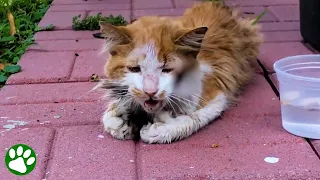 Homeless cat asks for help